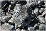 Fossilernas 
